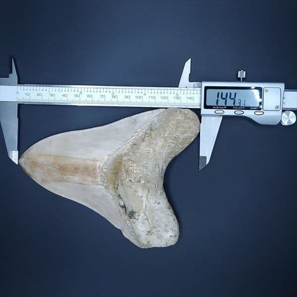 極上 メガロドン 歯 化石 本物 インドネシア産 144.31mm mg1
