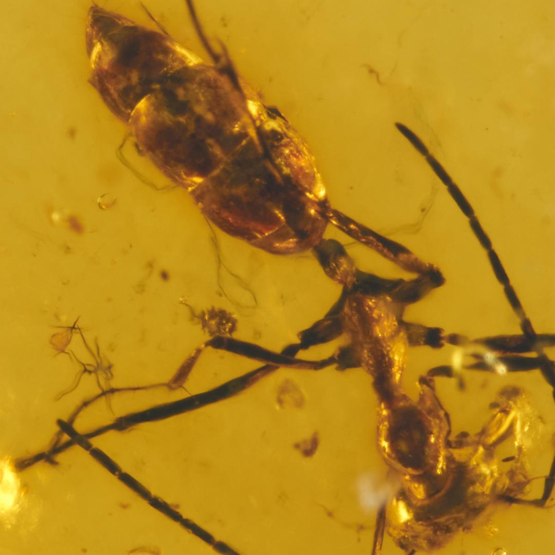 レア極上品 PA0022 虫入り琥珀化石ミャンマーカムティかタナイ9900万年前