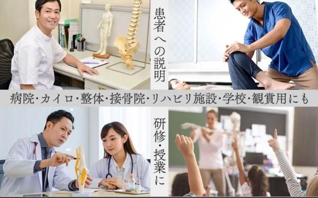 B1743等身大 人体模型 170cm神経根有り全身骨格模型 骨格標本 骸骨模型