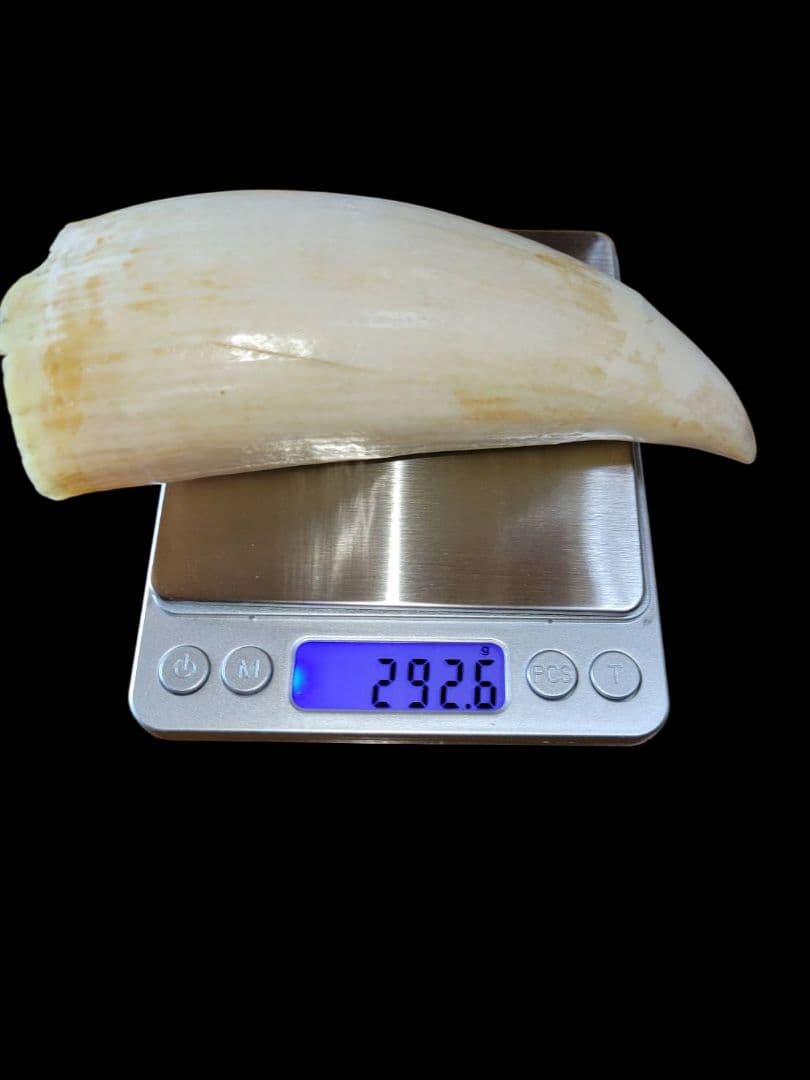 ☆　マッコウクジラ　鯨牙292.6g天然素材　印材　鯨牙　鯨歯