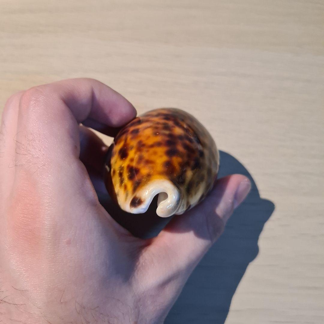 タカラガイ 貝殻 \"Tigris Rusty” タイガーパータン