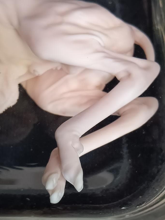 学術標本】種名ニホンジカ　胎児（♂）　エタノール浸漬標本　頭胴長約１３０ｍｍ