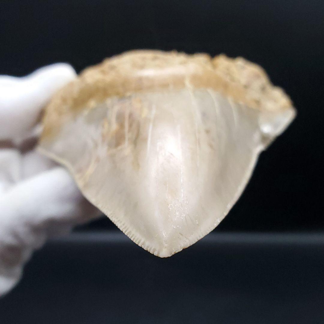 極上 メガロドン 歯 化石 本物 インドネシア 117.24mm mg15