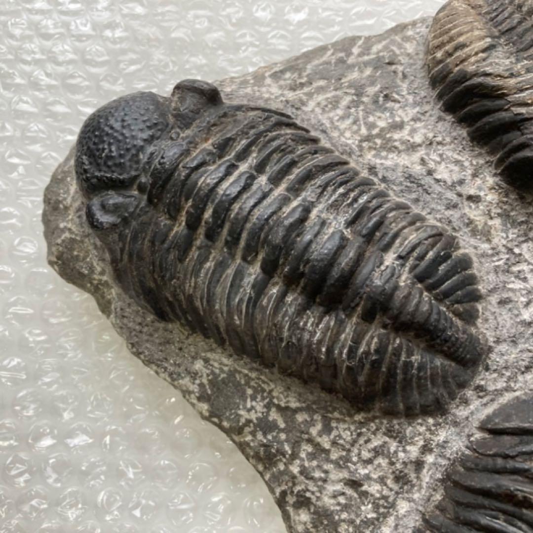 三葉虫 化石 生物 岩石 鑑賞 研究 6体 大型 コレクション レア希少 レトロ