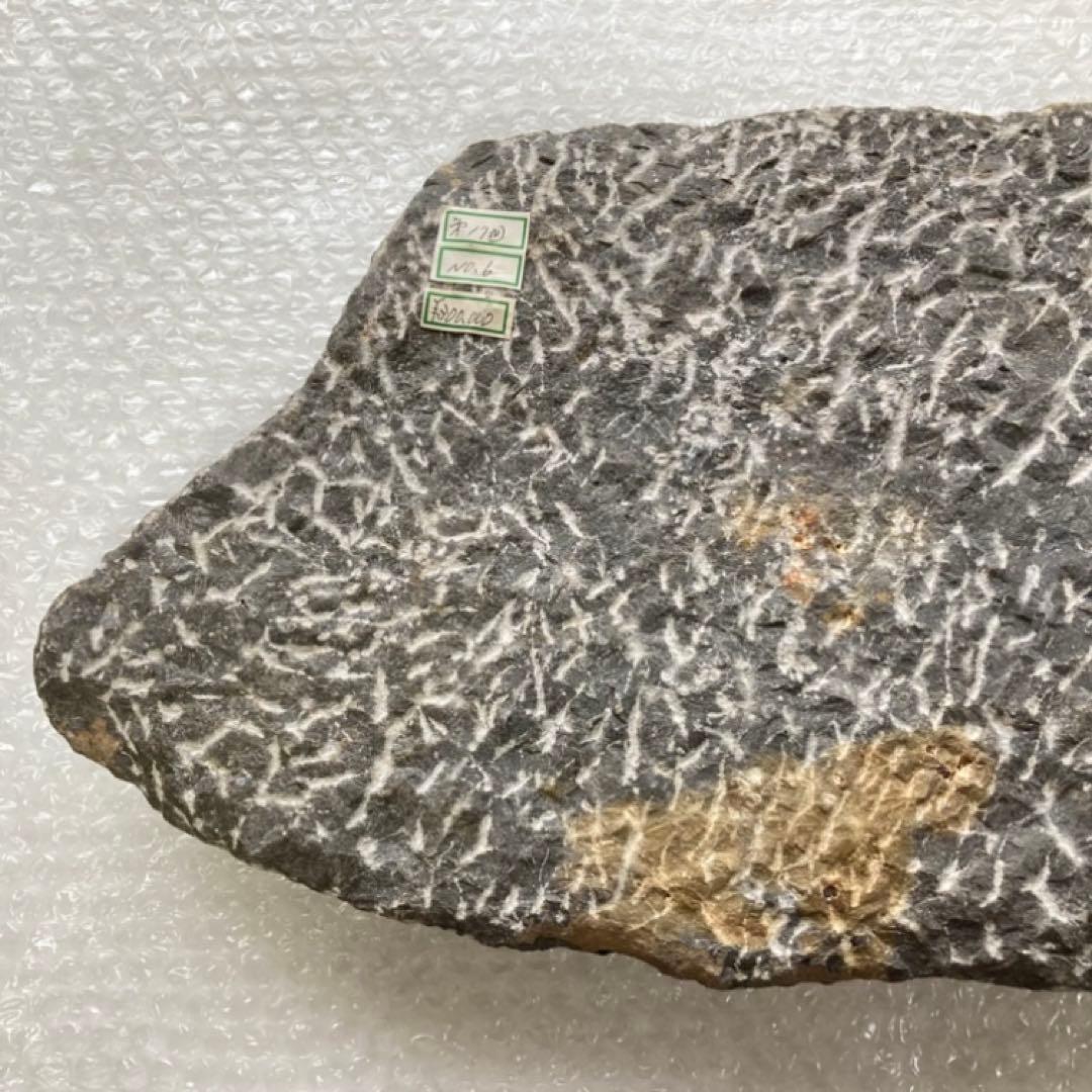 三葉虫 化石 生物 岩石 鑑賞 研究 6体 大型 コレクション レア希少 レトロ