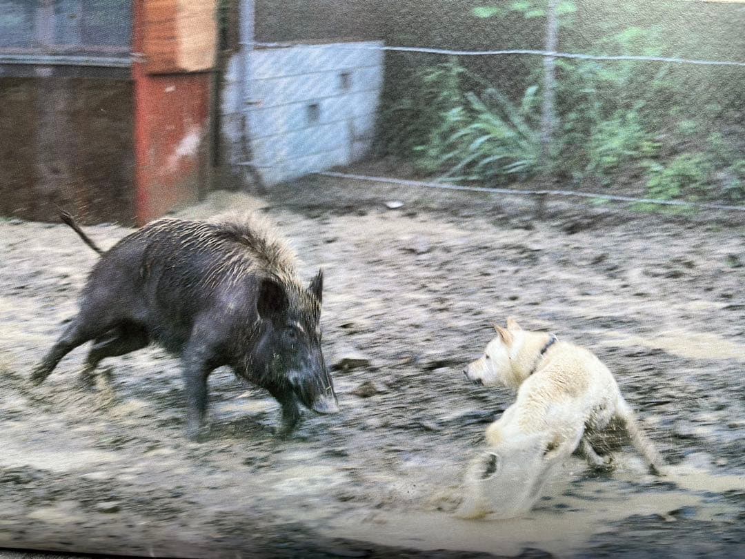 天然記念物　日本犬　（希少学術書）