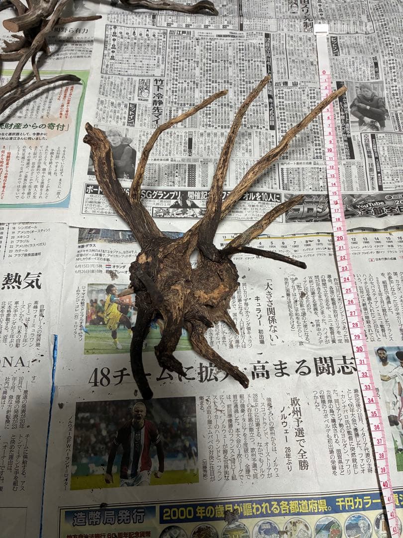 【沈下処理済み】ブラックスマトラブランチウッド