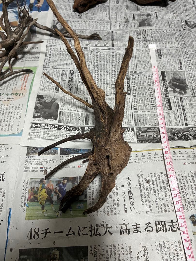 【沈下処理済み】ブラックスマトラブランチウッド