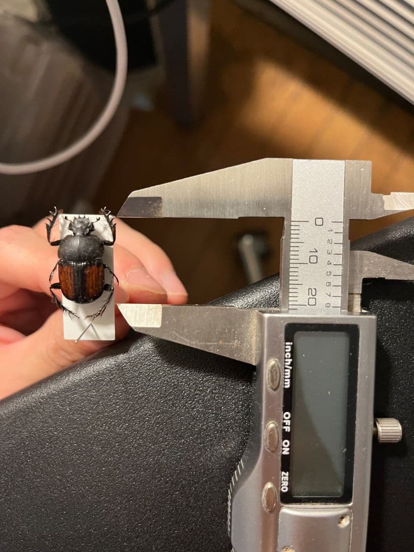 【21mm】ベニモンタマオシコガネ フンコロガシ糞虫とんでもない甲虫