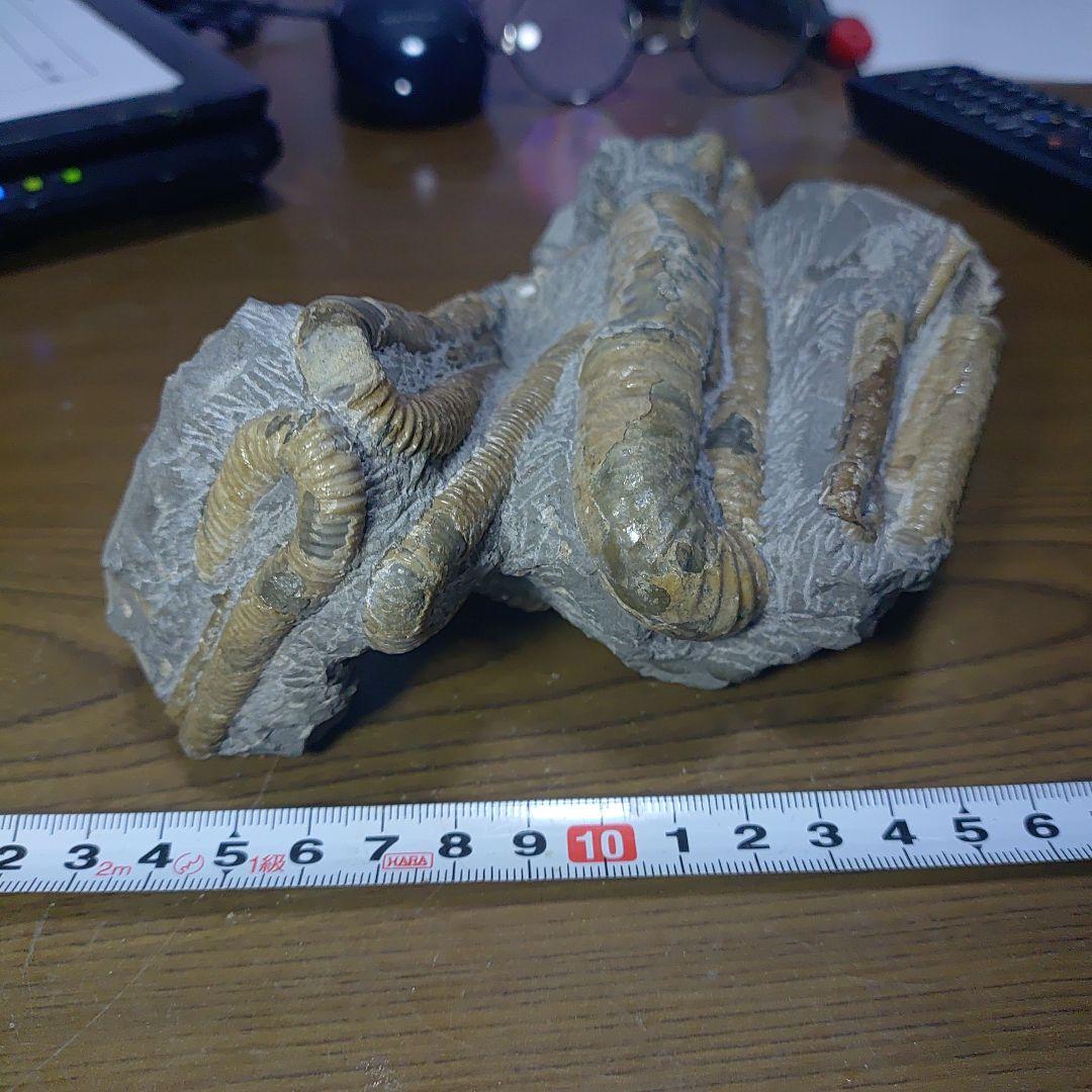 北海道アンモナイト ポリプチコセラス群生標本