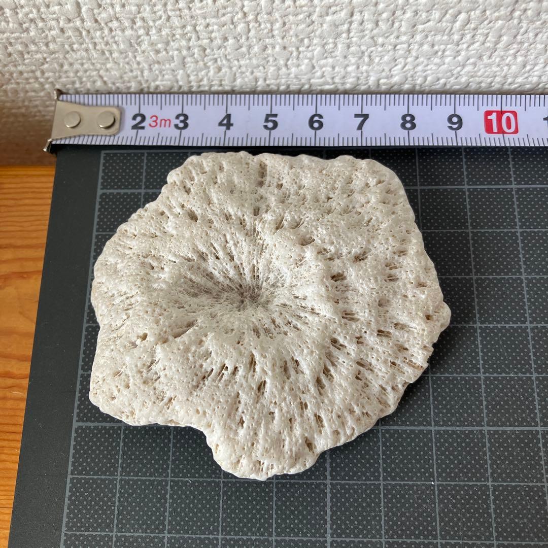 ネパール産のアンモナイト