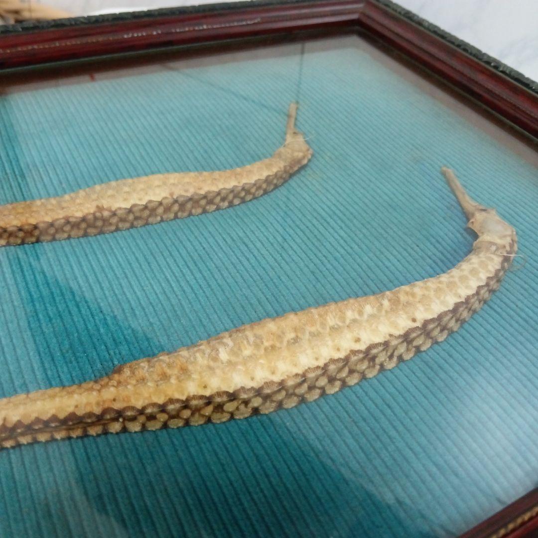 大珍品稀少レア昭和戦前後〜３０年代頃タツノオトシゴ縁起物大型個体標本額装当時物