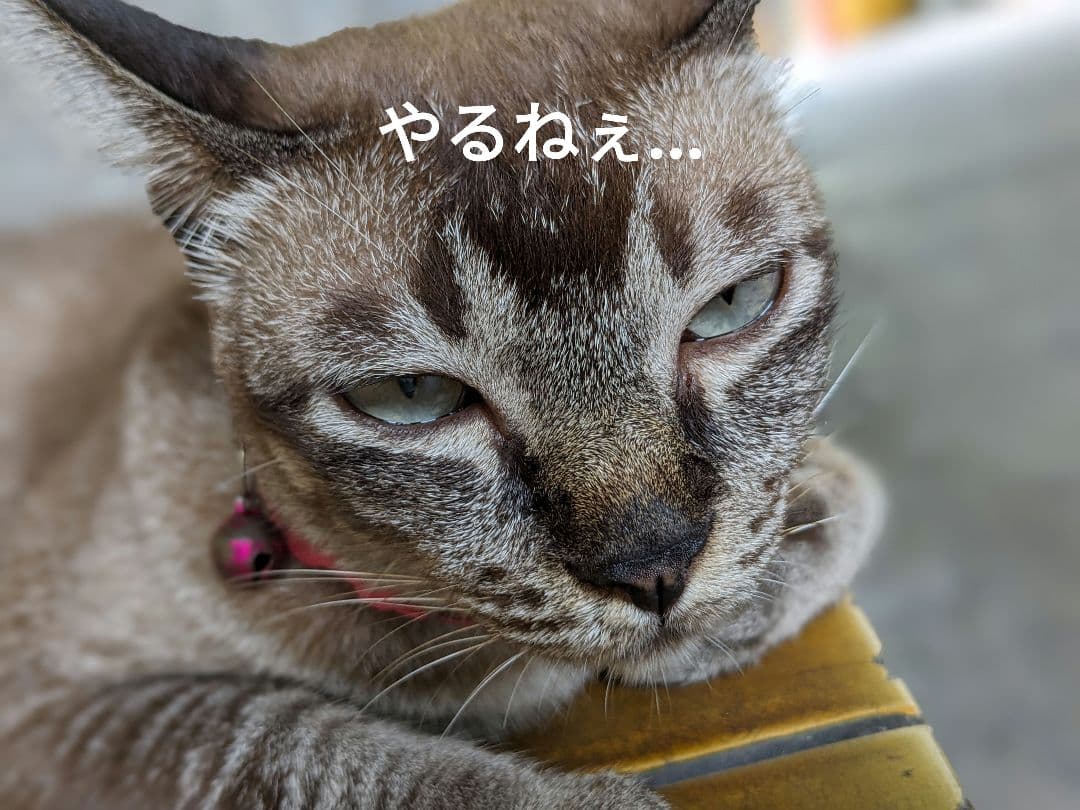 【マジモノ…】動物の〇ちゃんを素材としたプラクルアン？呪物？すごい金運＆幸運…