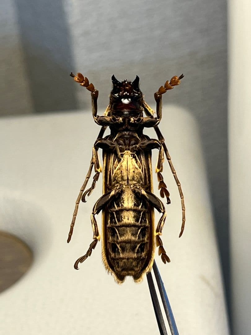 【43mm】キノハダカミキリ 標本 タテスジケブカカミキリ 天牛 甲虫