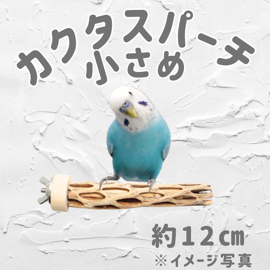 R@　おまとめ　カクタスパーチ　３本