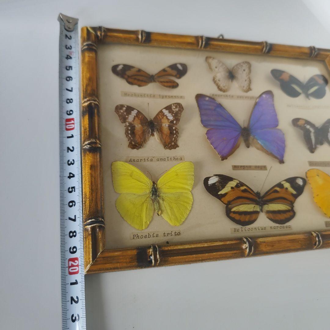 昆虫標本　蝶コレクション　イギリス　アンティーク