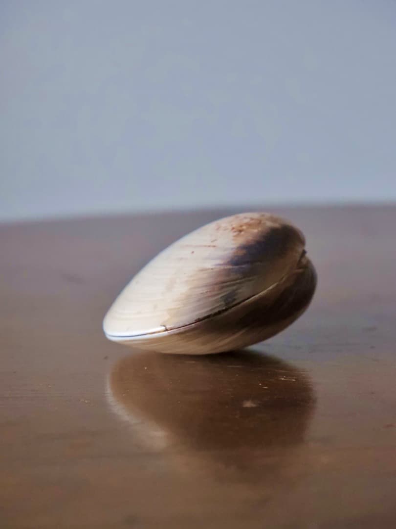 加陽　一瓢斎　源氏貝合せ　鶴色絵　蛤香合　茶道具　香道具　箱付　Q2257