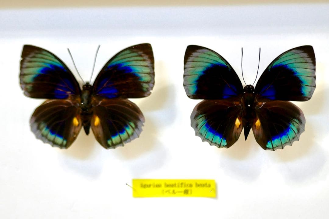 蝶標本 プレポナ アグリアス/アカルリオビタテハ/アミドンミイロタテハ ドイツ箱