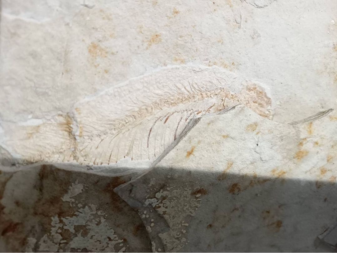 リコプテラ　ジュラ紀 硬骨魚綱 リコプテラ科　中国 遼寧省凌源県　2点　化石