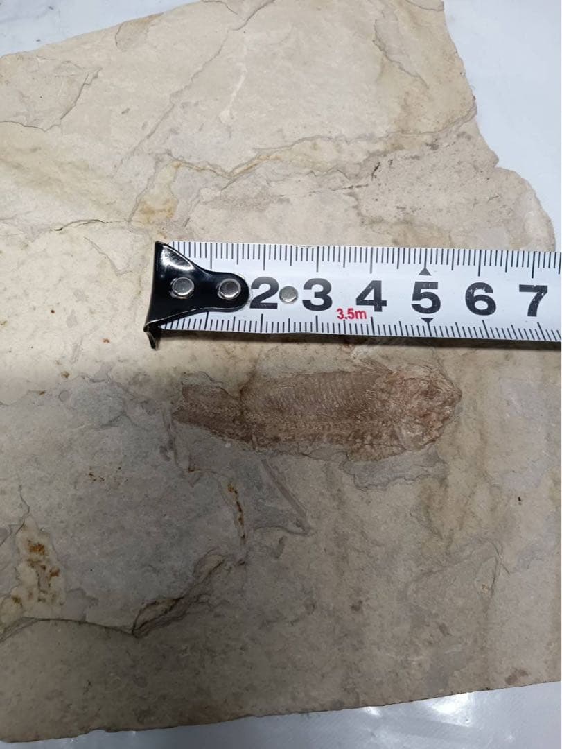 リコプテラ　ジュラ紀 硬骨魚綱 リコプテラ科　中国 遼寧省凌源県　2点　化石