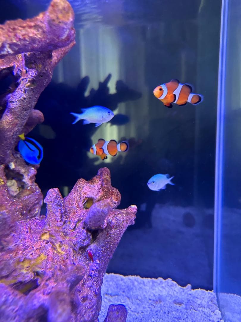 海水魚 飼育セット 一式 初心者OK 40cm水槽 名古屋引取