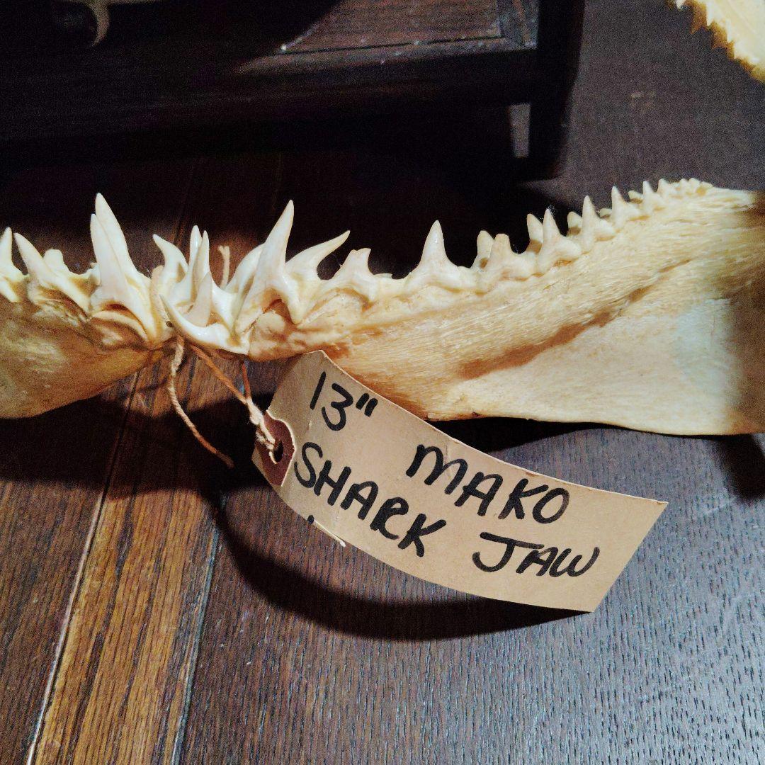 13インチ マコシャークの顎