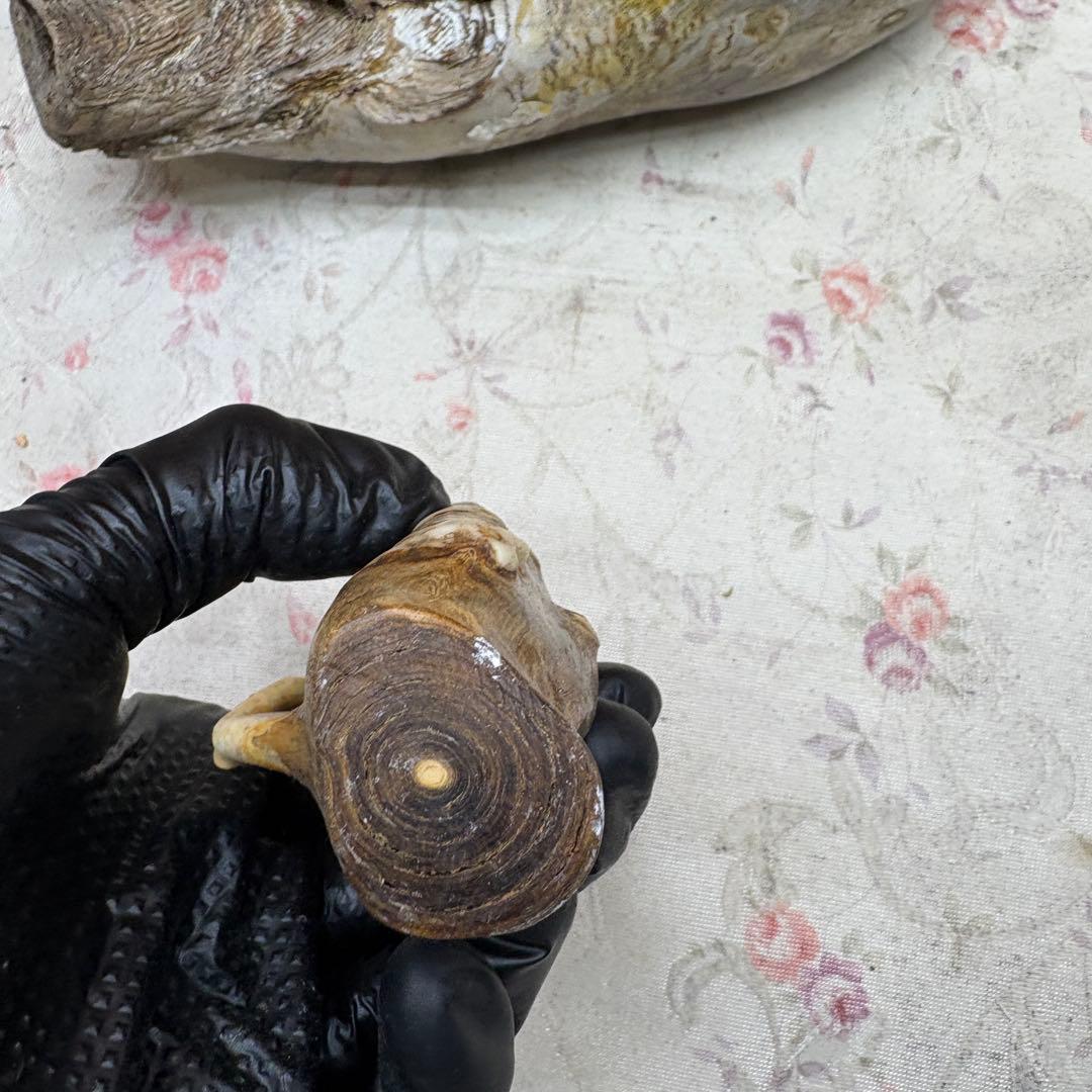 海松　深海松　レインボーコーラル　置物　素材　原木