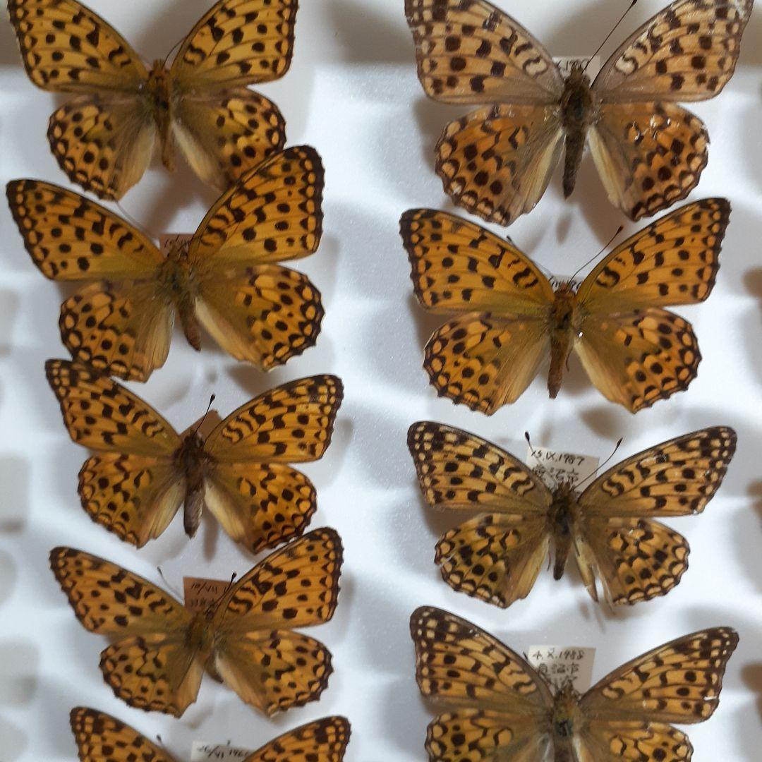 蝶標本　ヒョウモンチョウ類　12種114頭。大型ドイツ標本箱２箱入りセット