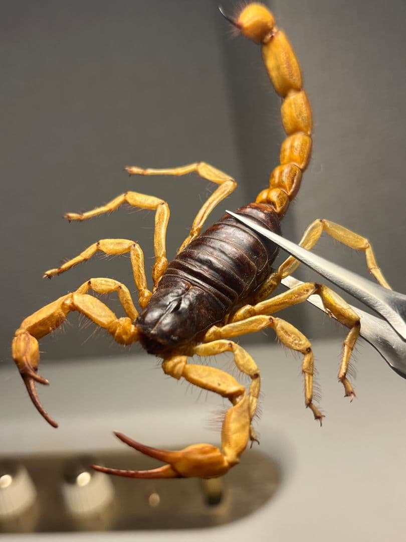 【蠍標本】Hottentotta属のキョクトウサソリ？or デザートヘアリー
