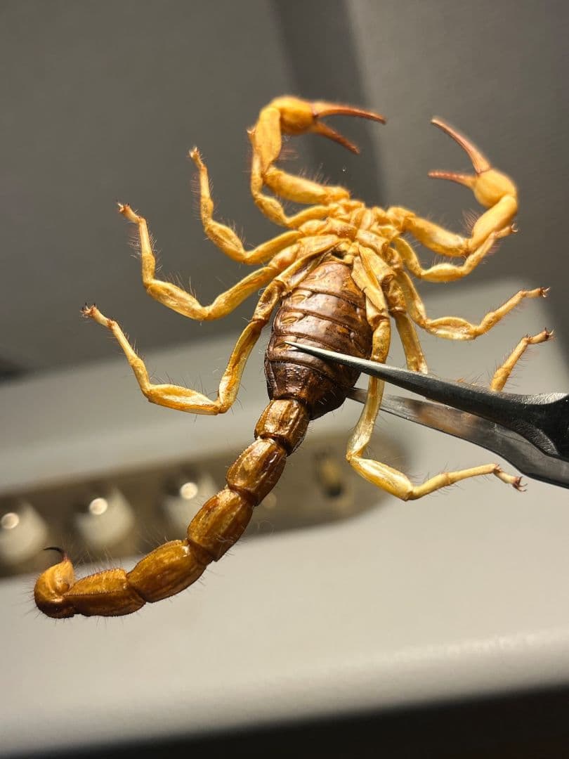 【蠍標本】Hottentotta属のキョクトウサソリ？or デザートヘアリー