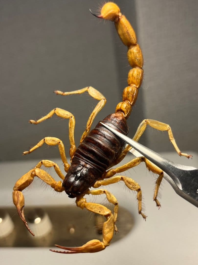 【蠍標本】Hottentotta属のキョクトウサソリ？or デザートヘアリー