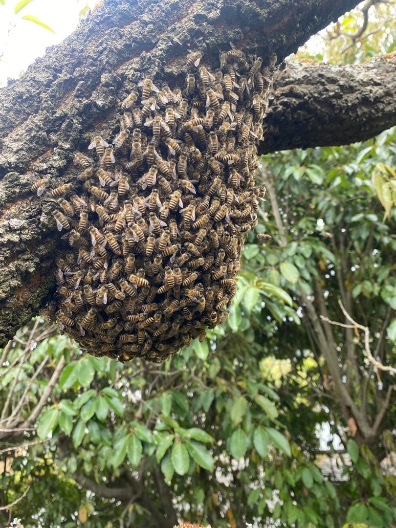 日本ミツバチ　重箱式巣箱　飼育捕獲用