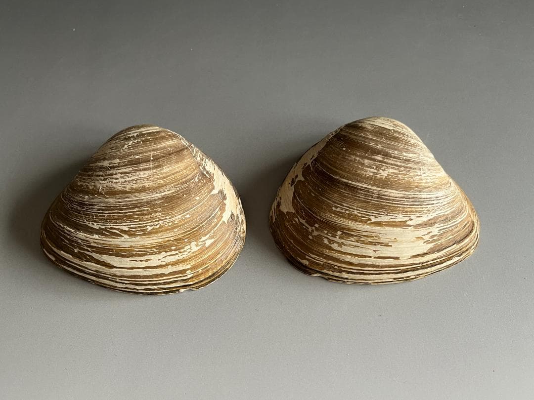 エソ土産　北寄貝　久田宗也　尋牛斎　香合　茶道具　表千家