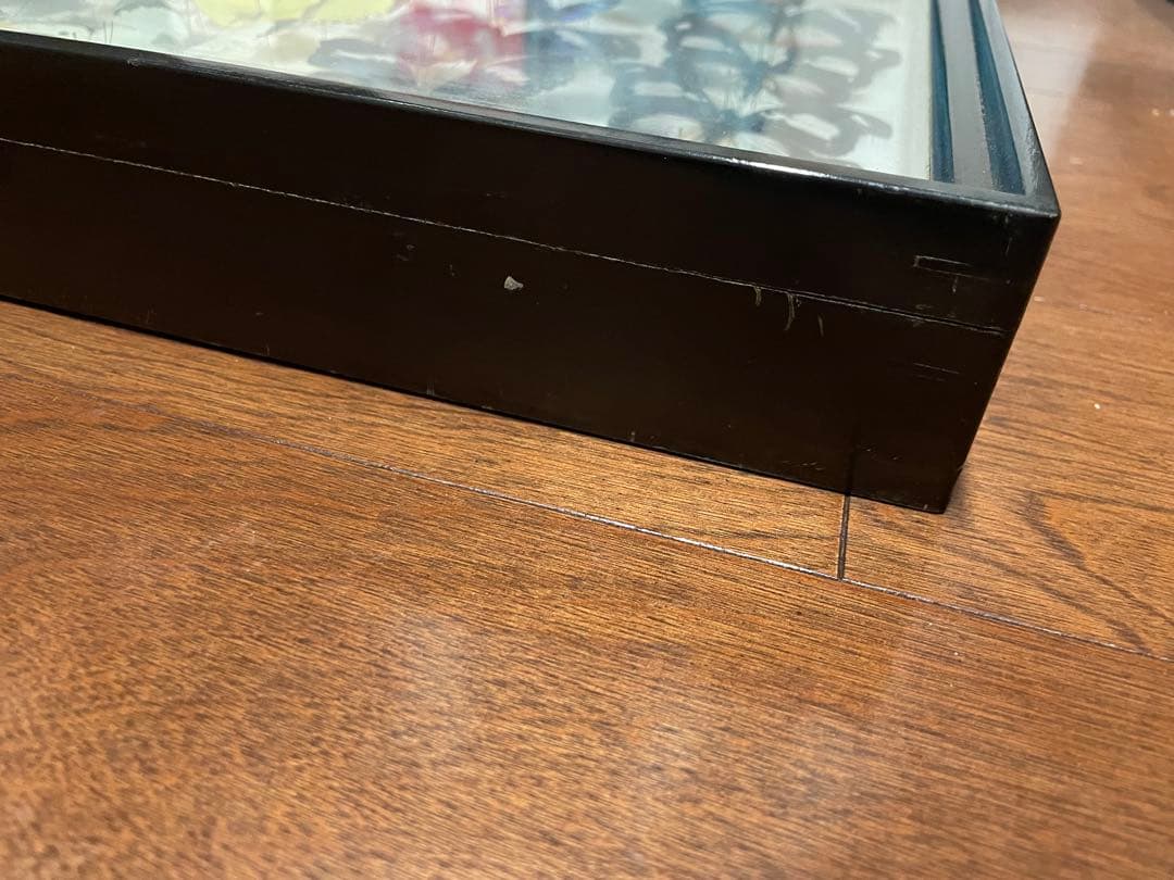 【蝶標本】ドルリーオオアゲハ他