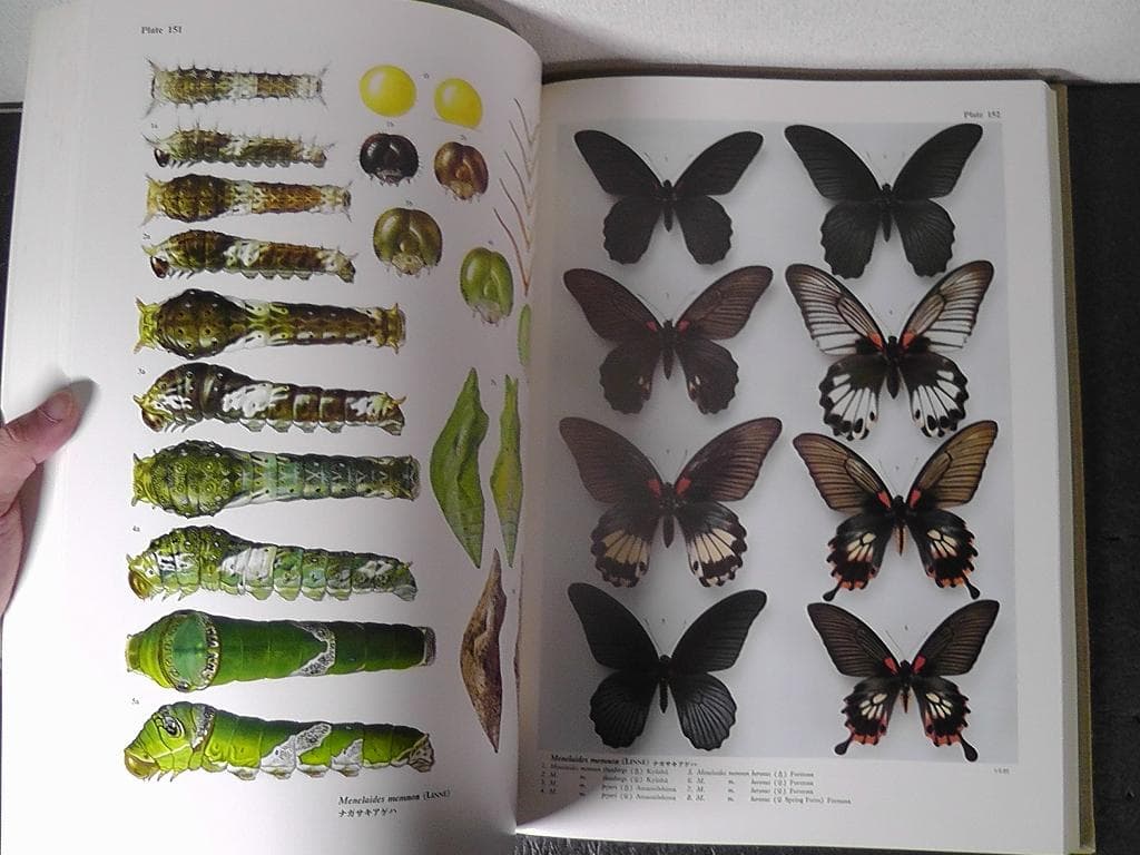 世界のアゲハチョウ 図版編 解説編 計２冊セット 五十嵐邁 ★1979年 初版