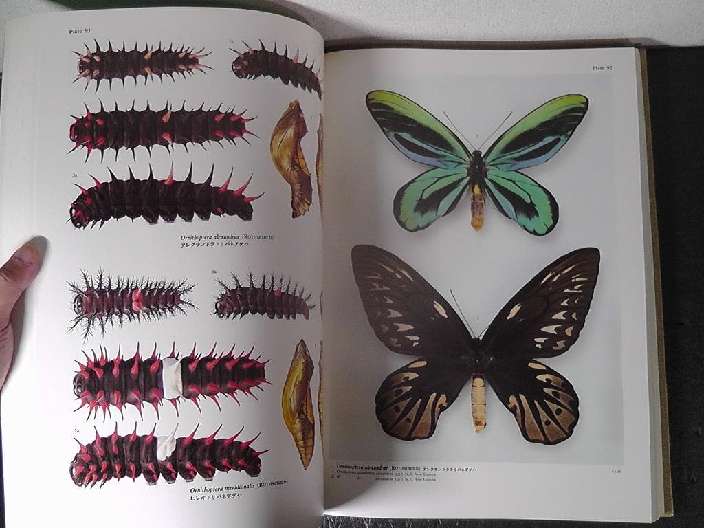 世界のアゲハチョウ 図版編 解説編 計２冊セット 五十嵐邁 ★1979年 初版