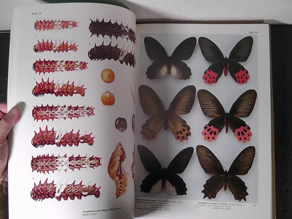 世界のアゲハチョウ 図版編 解説編 計２冊セット 五十嵐邁 ★1979年 初版