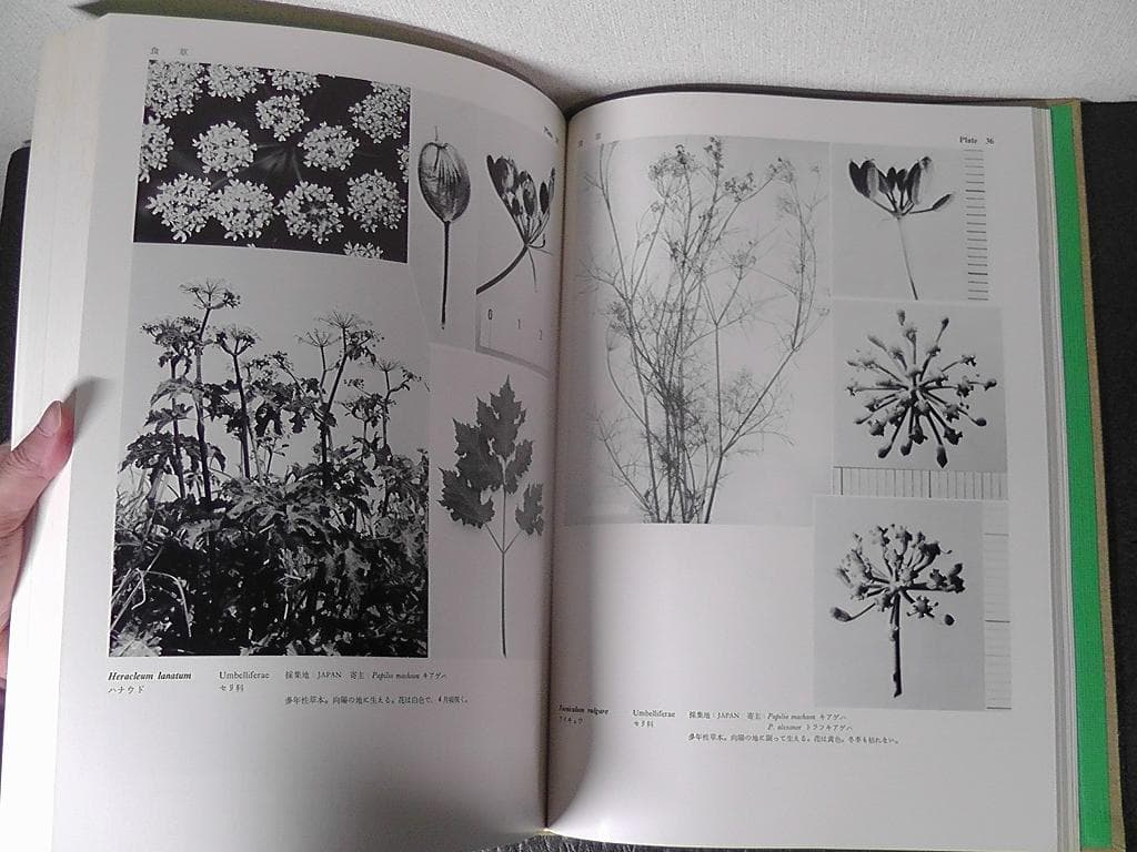 世界のアゲハチョウ 図版編 解説編 計２冊セット 五十嵐邁 ★1979年 初版