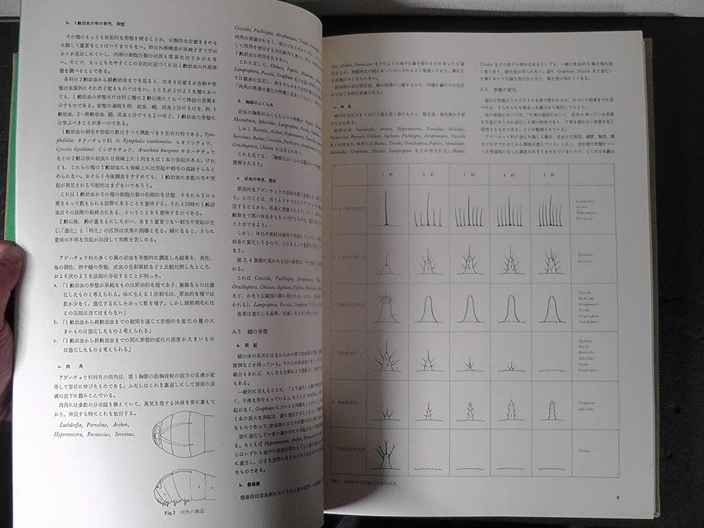世界のアゲハチョウ 図版編 解説編 計２冊セット 五十嵐邁 ★1979年 初版