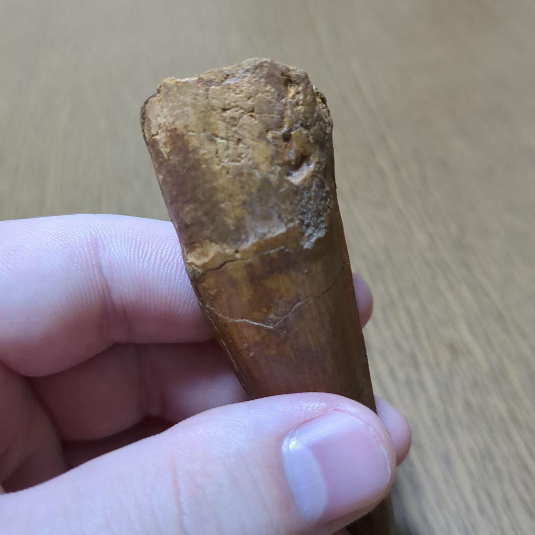 恐竜 化石 スピノサウルスの歯化石　　（値下げ交渉 可能‼️）