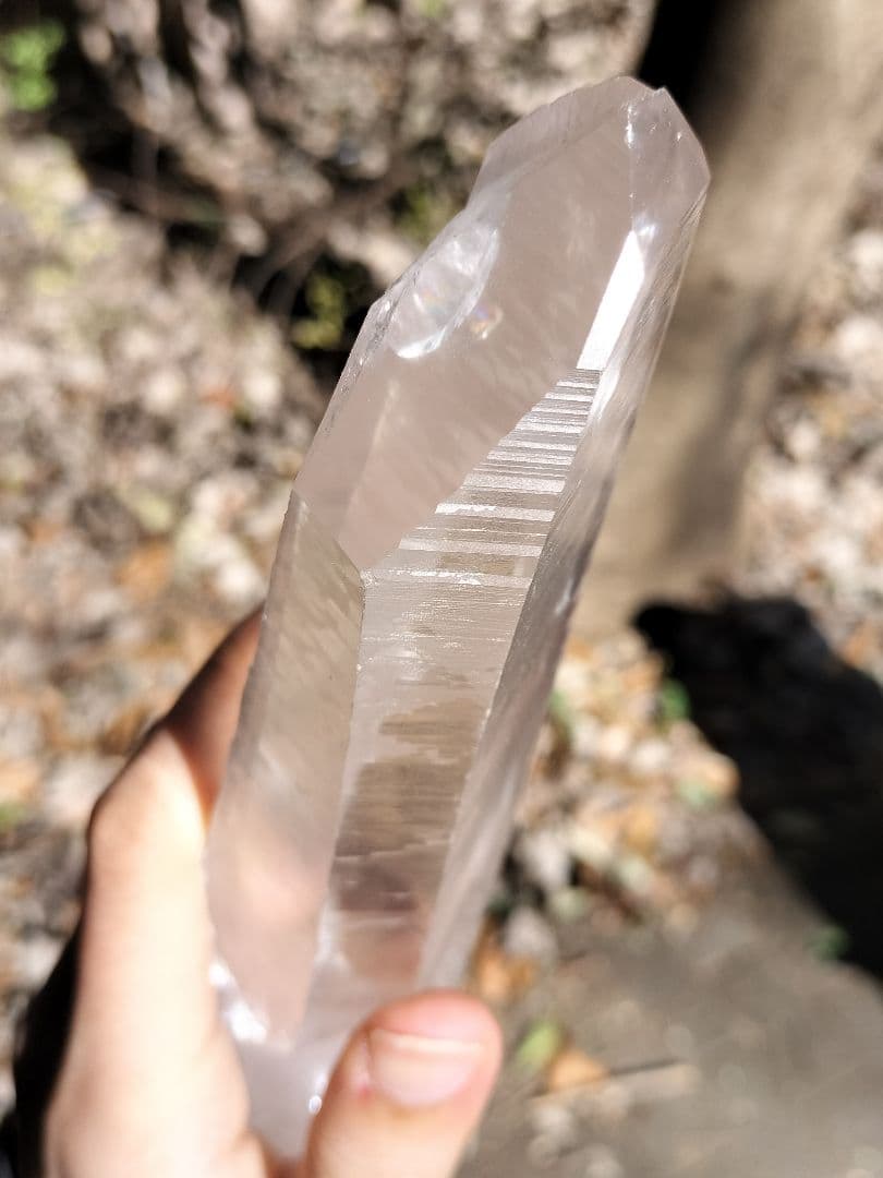 【早いもの勝ち超特価】レムリアンシード