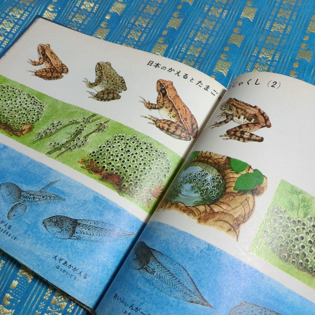 初版　絶版　ひきがえる 絵本 福音館書店 1976年