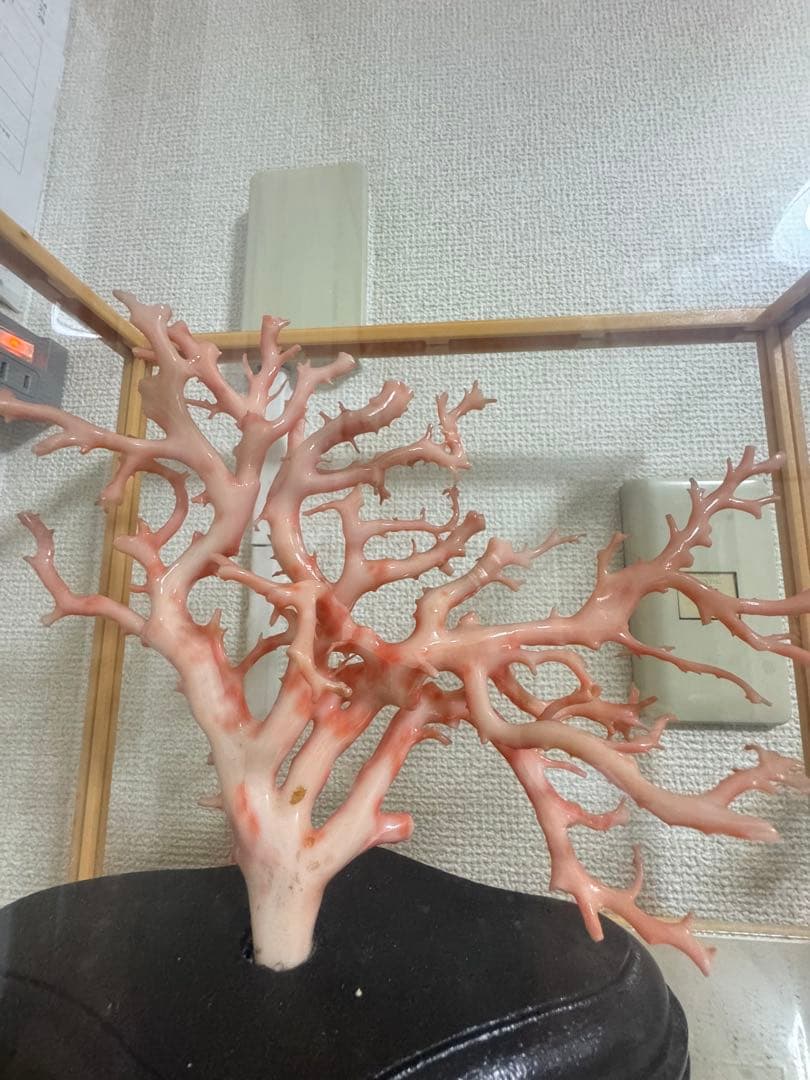 珊瑚　置物
