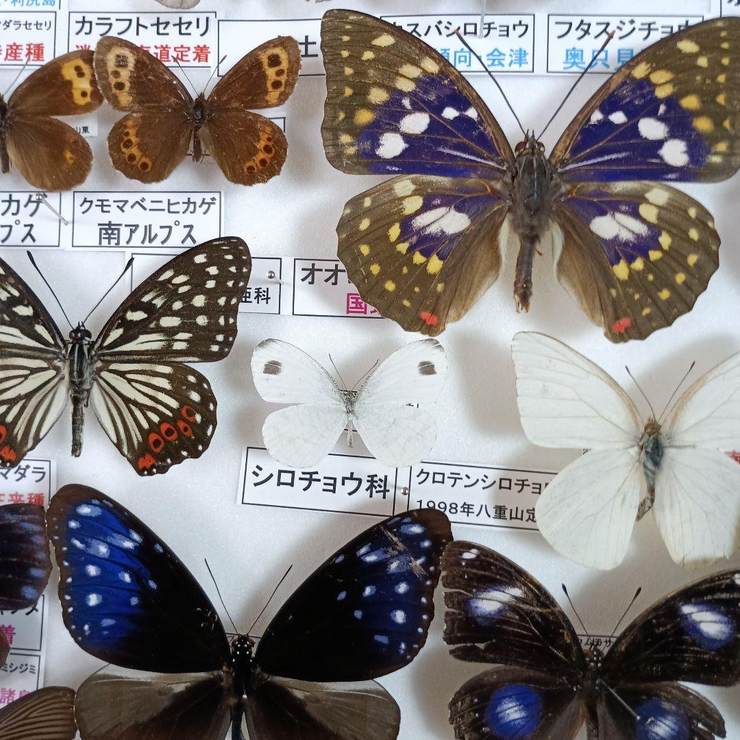 ３/17まで掲載：日本の稀少蝶 地域特産種・局地発生（亜）種