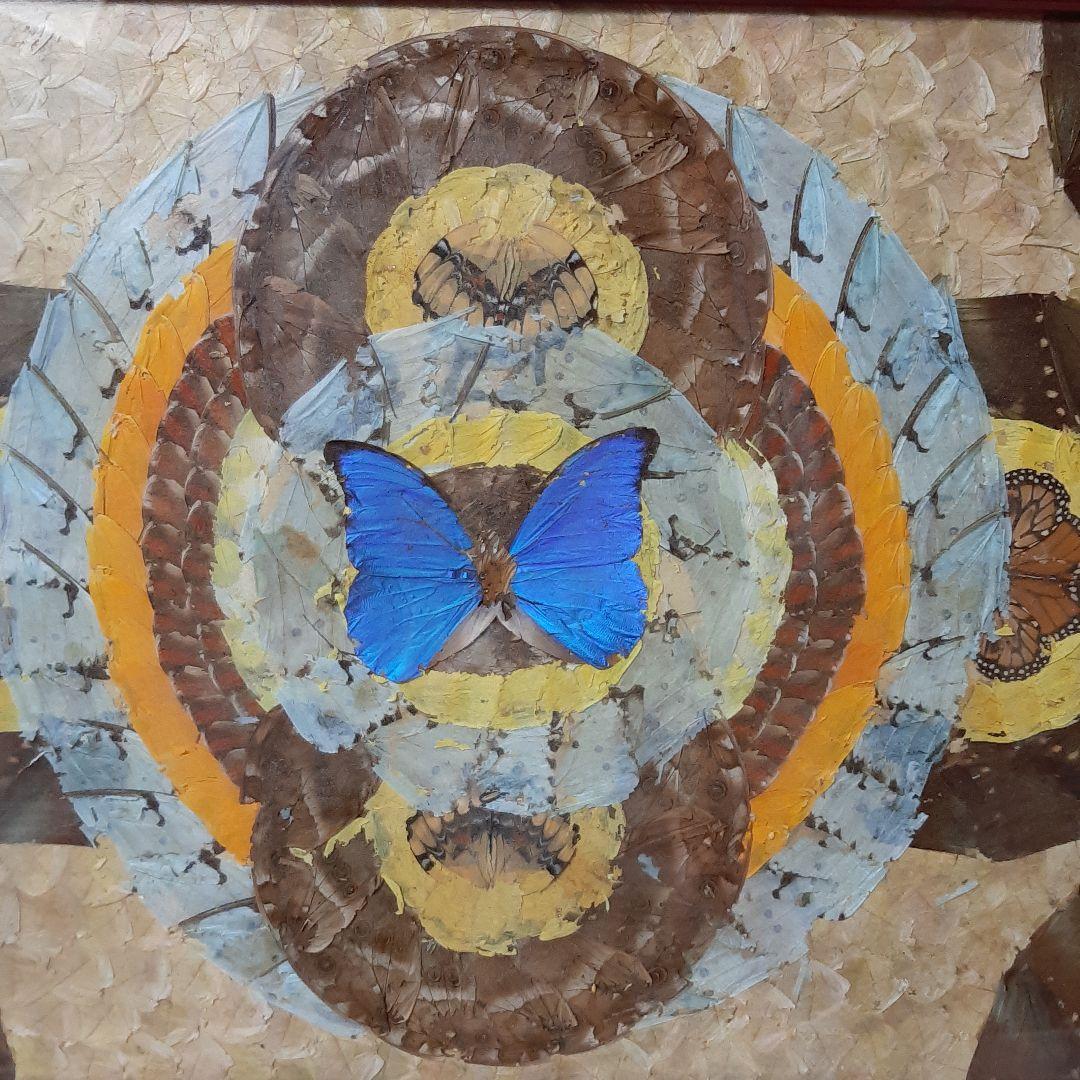 蝶画●モルフォ蝶 標本額入り