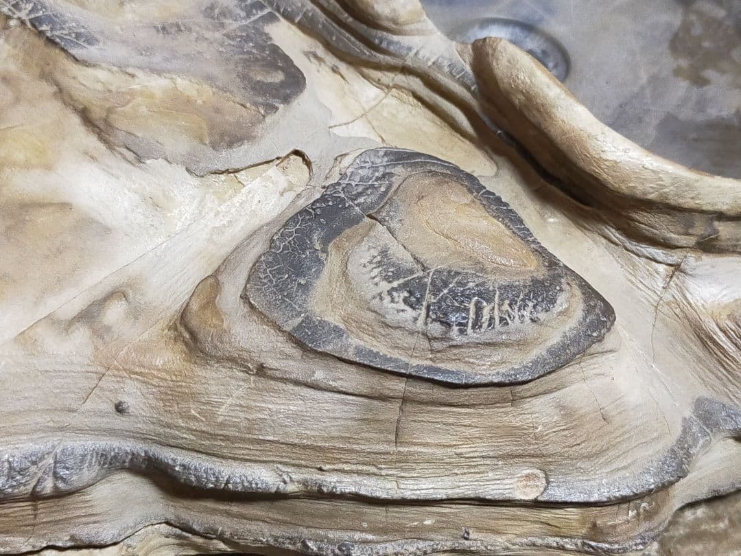 ♥中国　大型　硯　骨董品