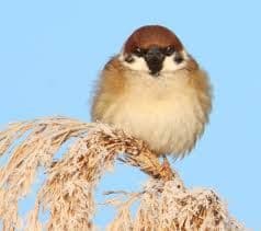 maiくま様 ★ 確認用 シマエナガ、スズメ