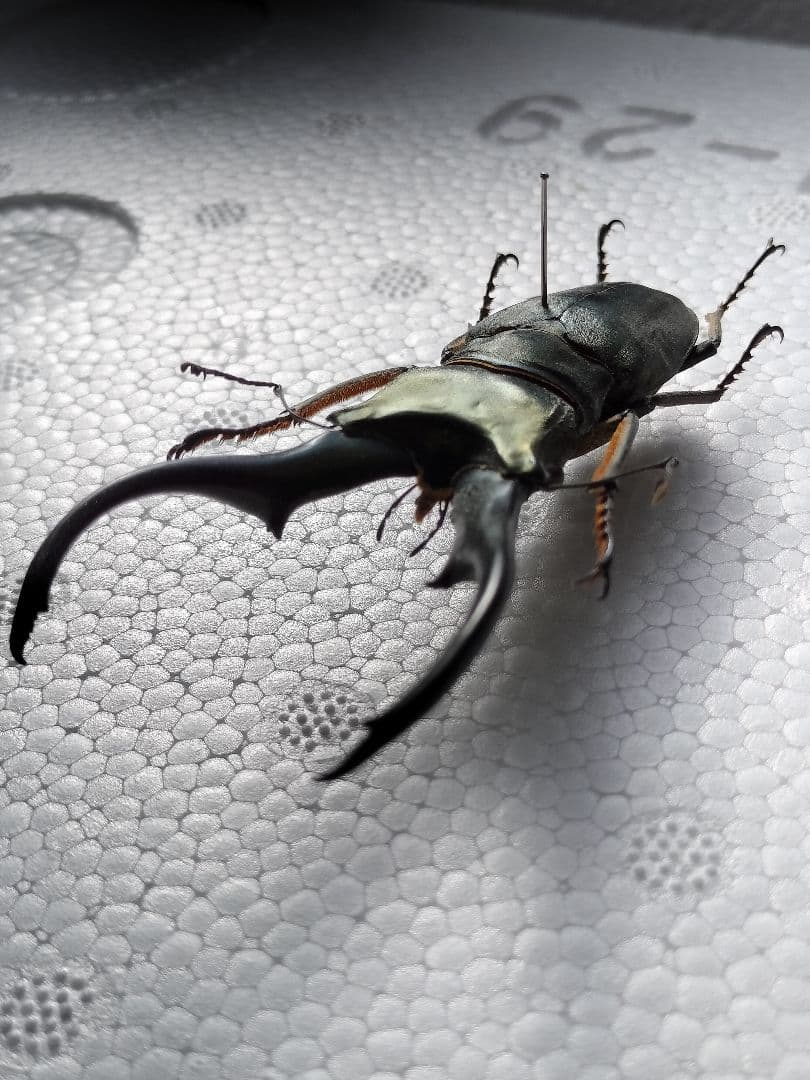 特大モンギローニホソアカクワガタ標本（超貴重）