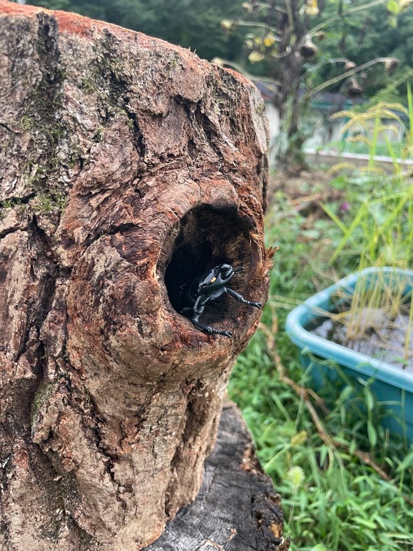 クワリウム　特大サイズ　シェルター　登り木　エサ台