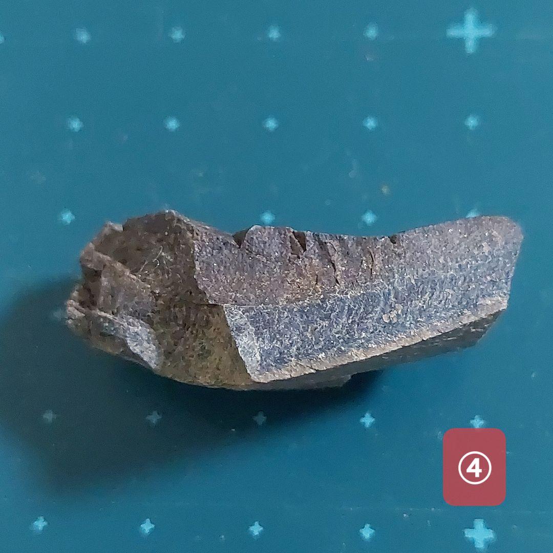 【未使用】カナダ　アルバータ州　恐竜　骨　化石　ティラノサウルス